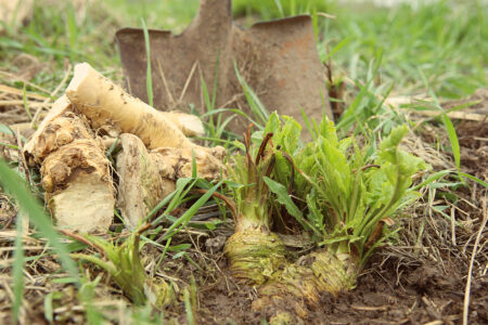 How to Grow Horseradish From Store-Bought Roots Image
